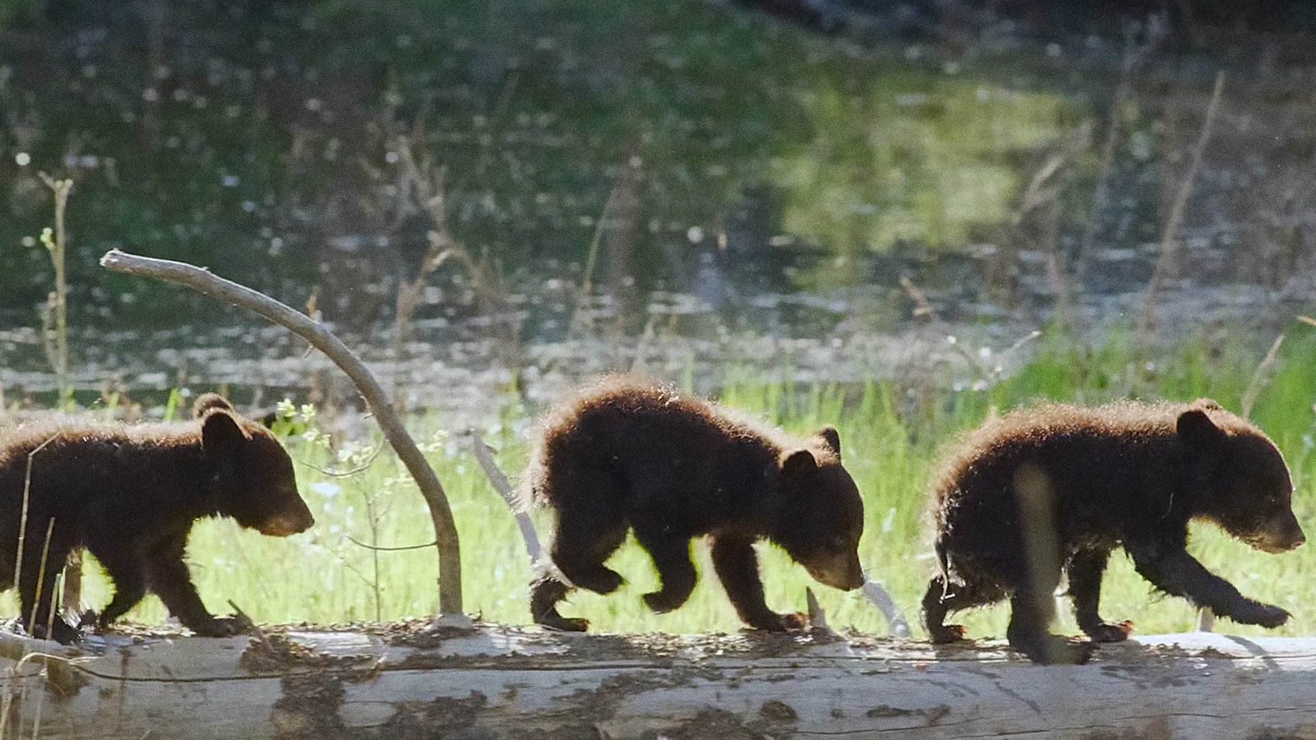 Mutual of Omaha's Wild Kingdom Protecting the Wild 1x11