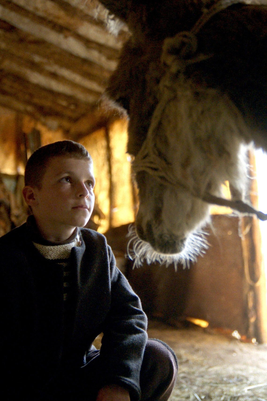 The Beauty of the Donkey