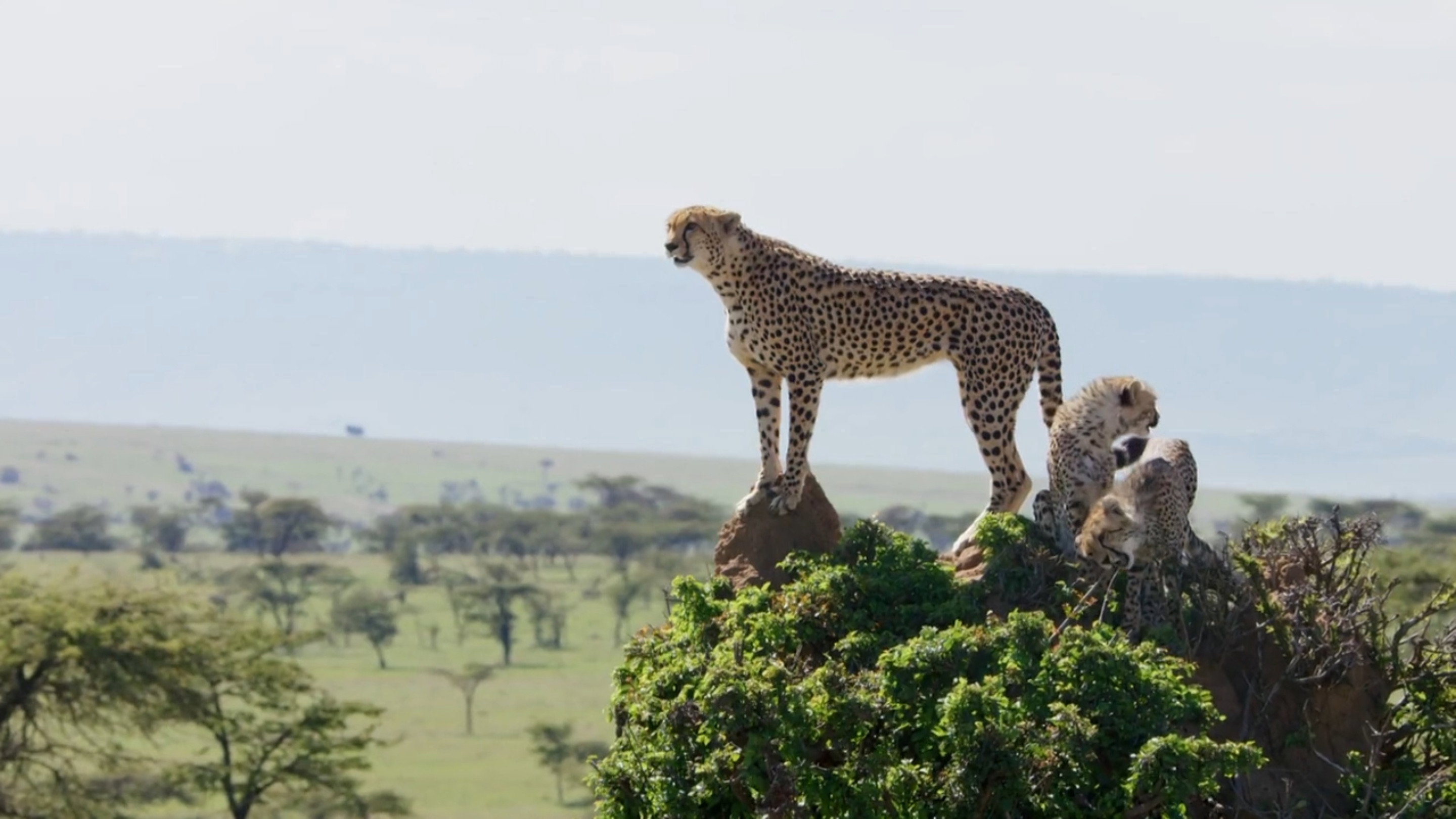 Big Cat Tales S02E03 backdrop