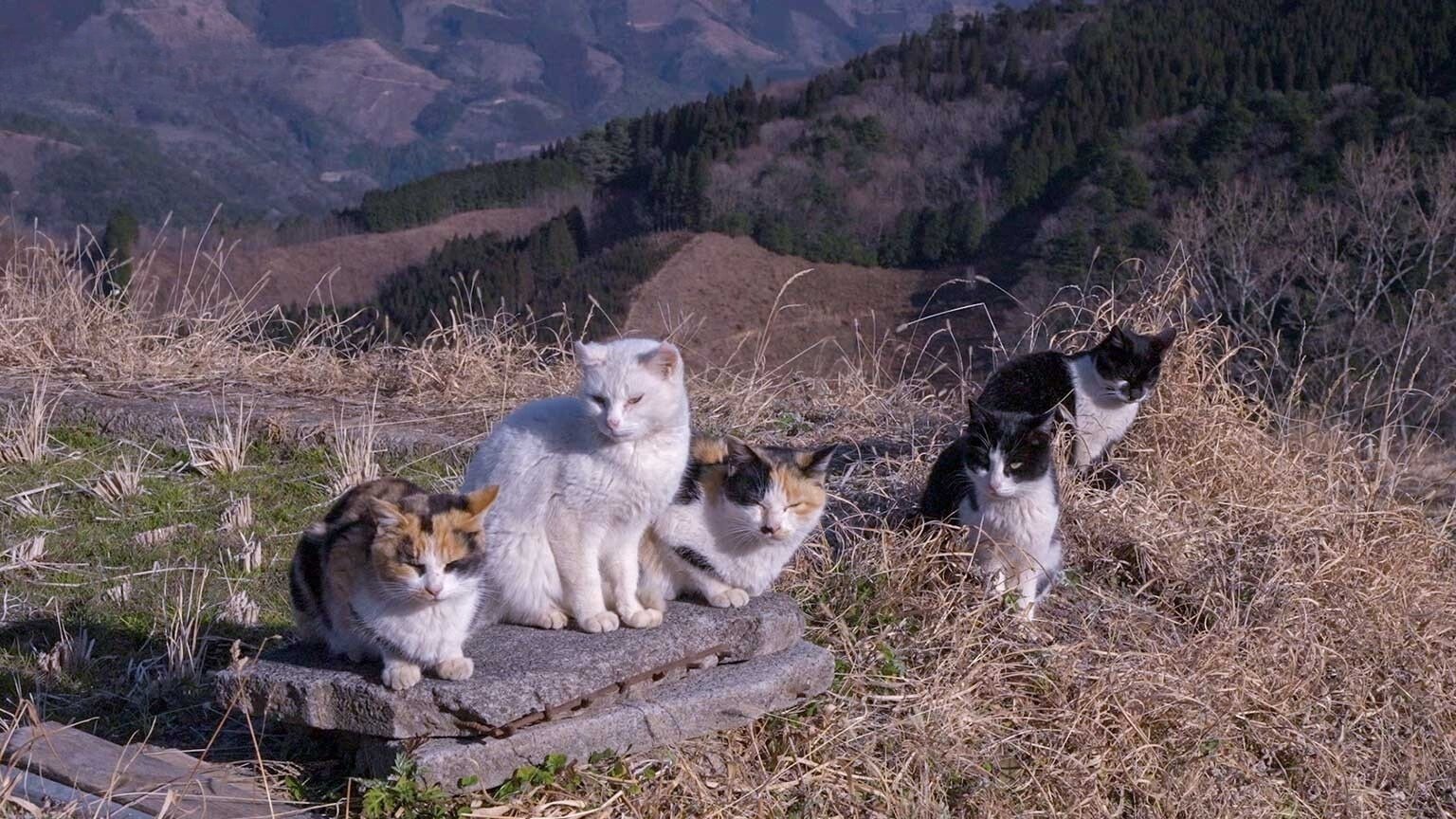 A Cat's-Eye View of Japan - Épisode 10