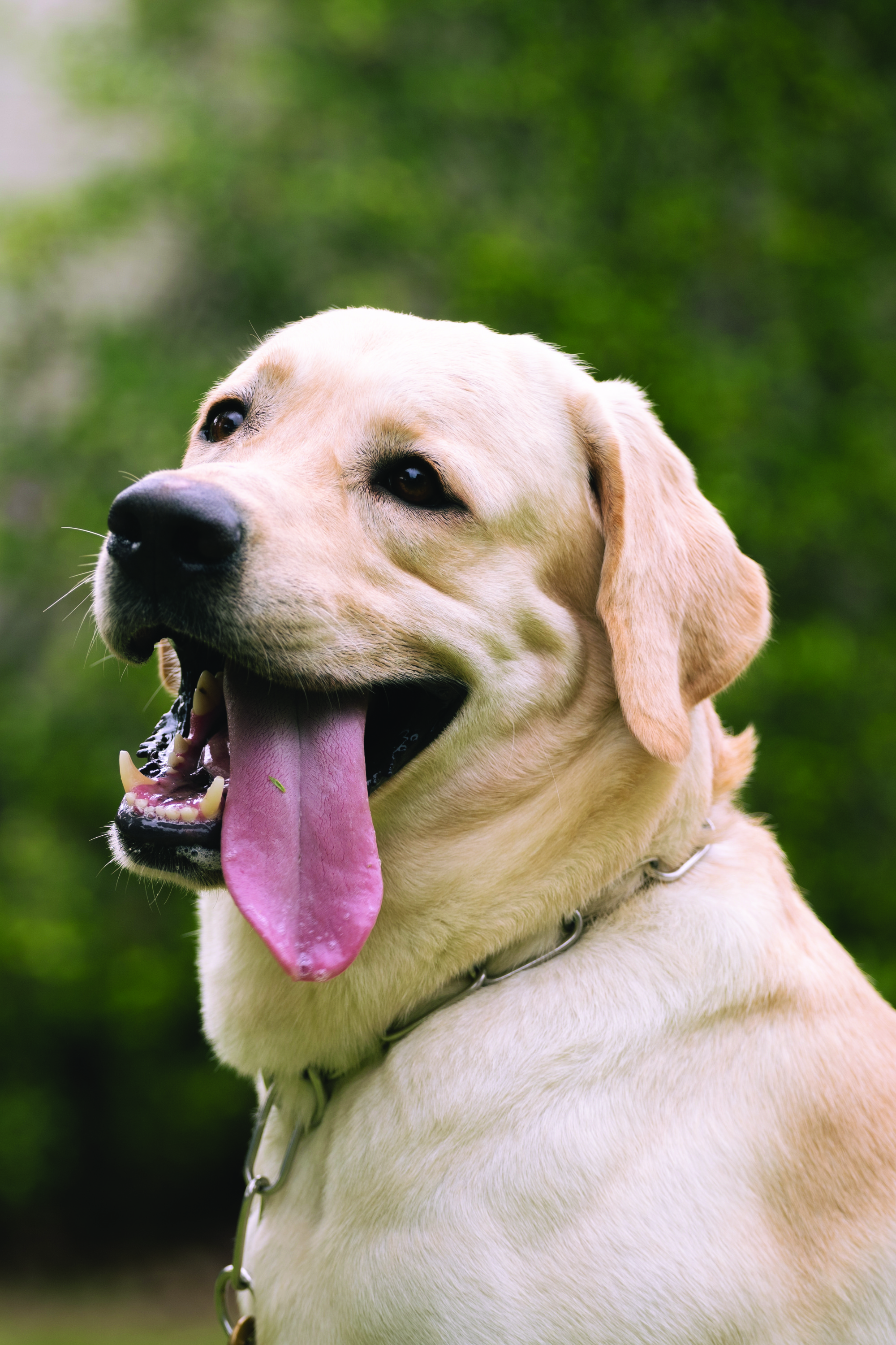 et billede af Somwang