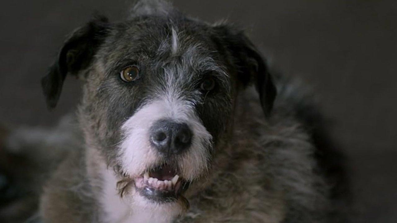 Life with Dog (2018)