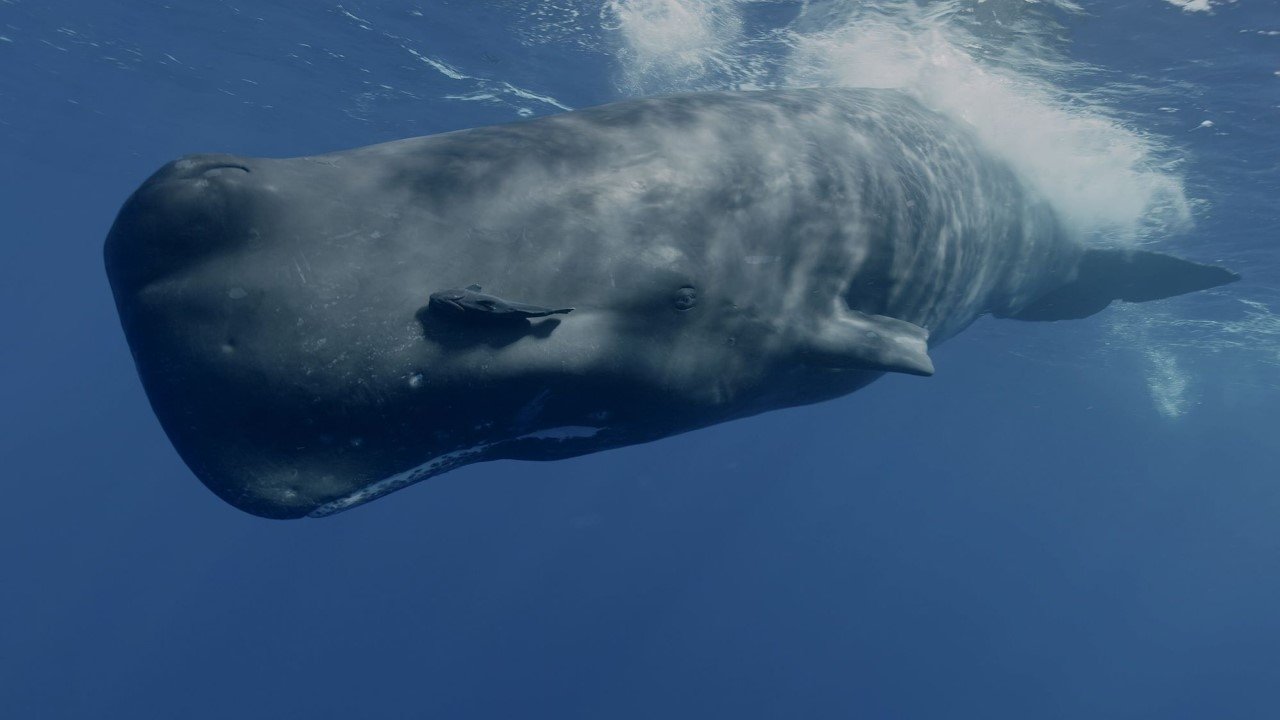 Mammifères marins, les maîtres des abysses