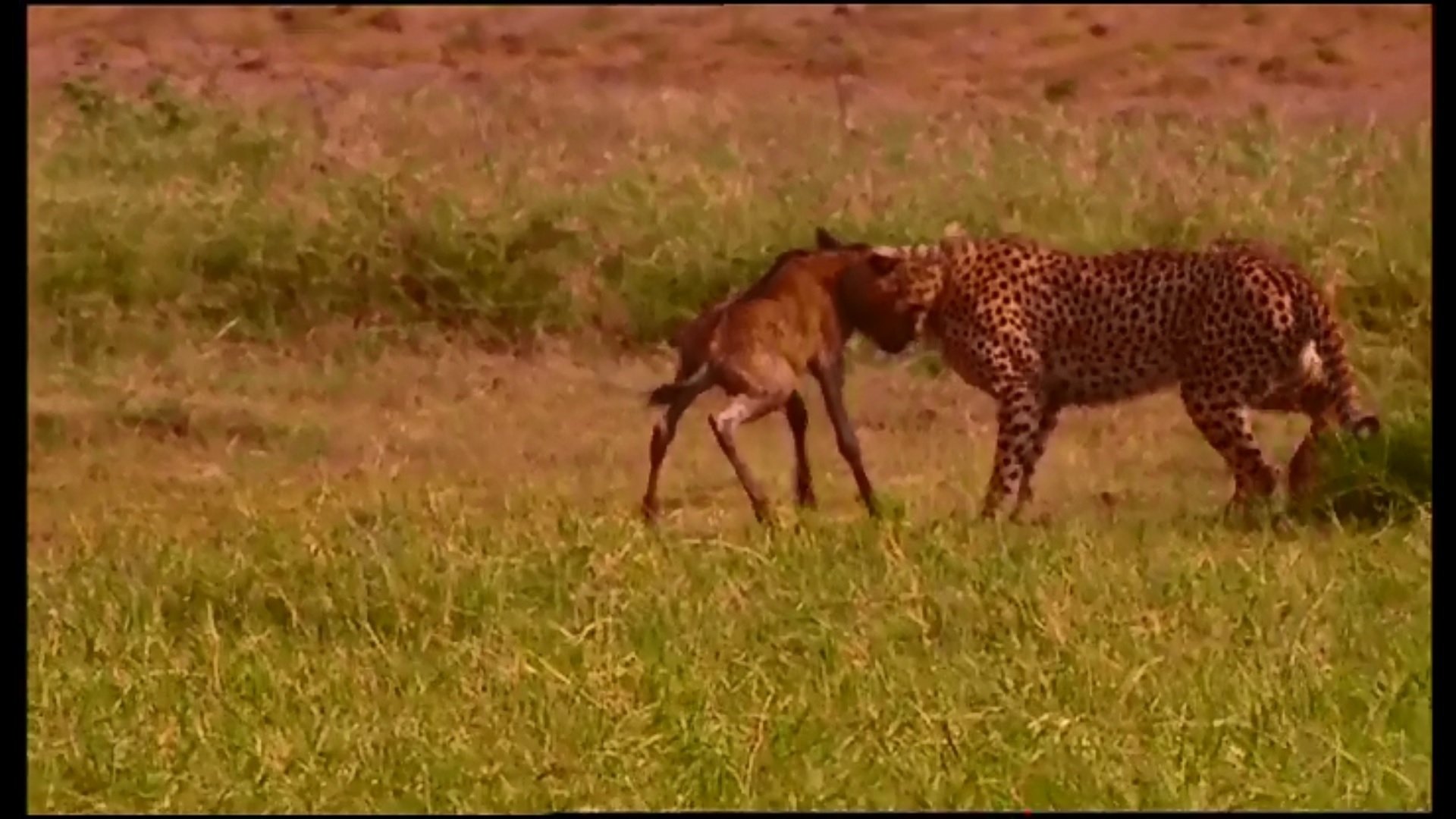 Animal Life: Young & Wild - Épisode 5