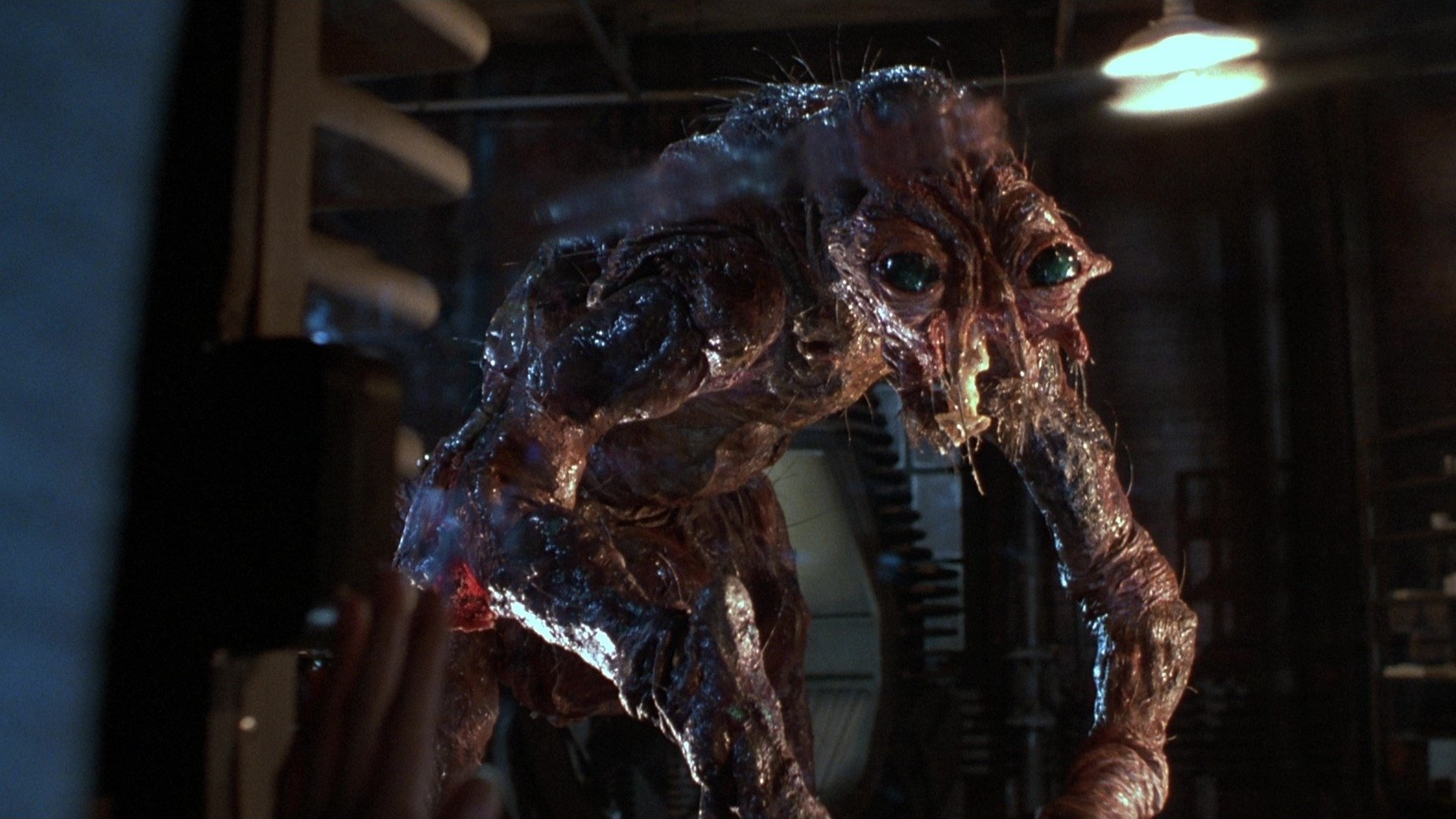 The Fly