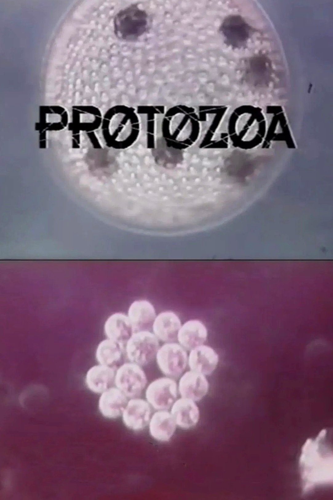 Protozoa