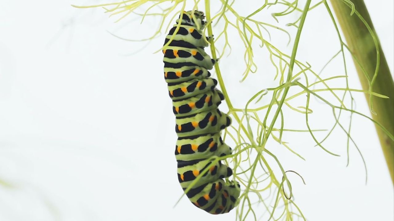 Metamorphosis