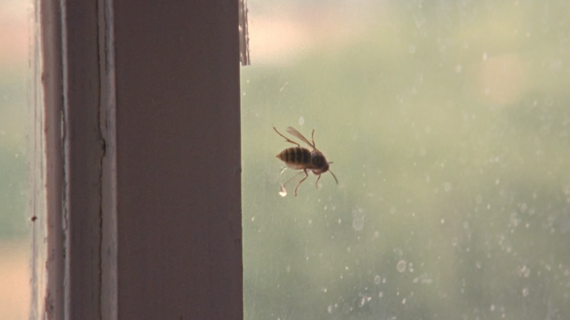 黄蜂 (2003)
