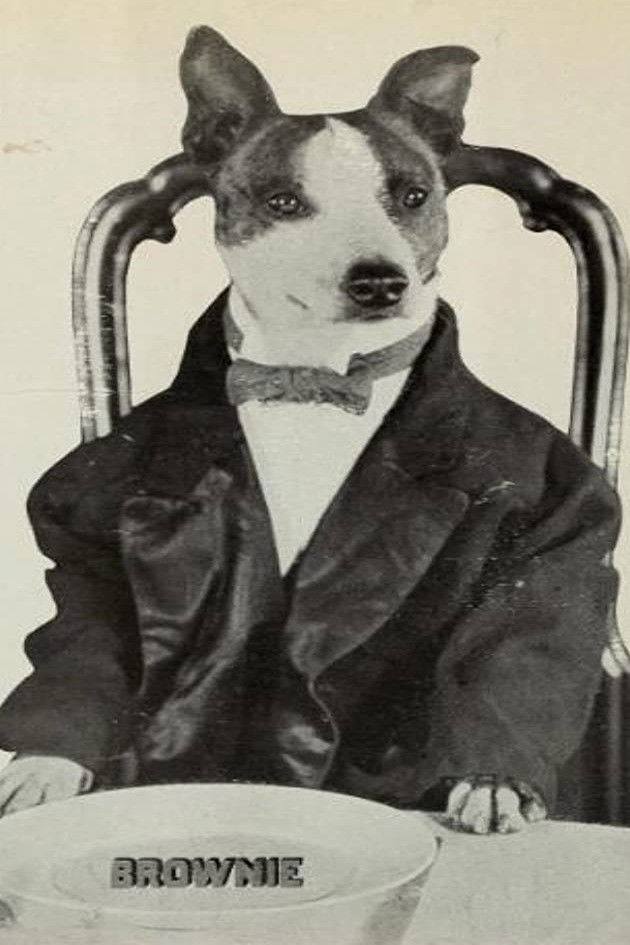 et billede af Brownie the Wonder Dog