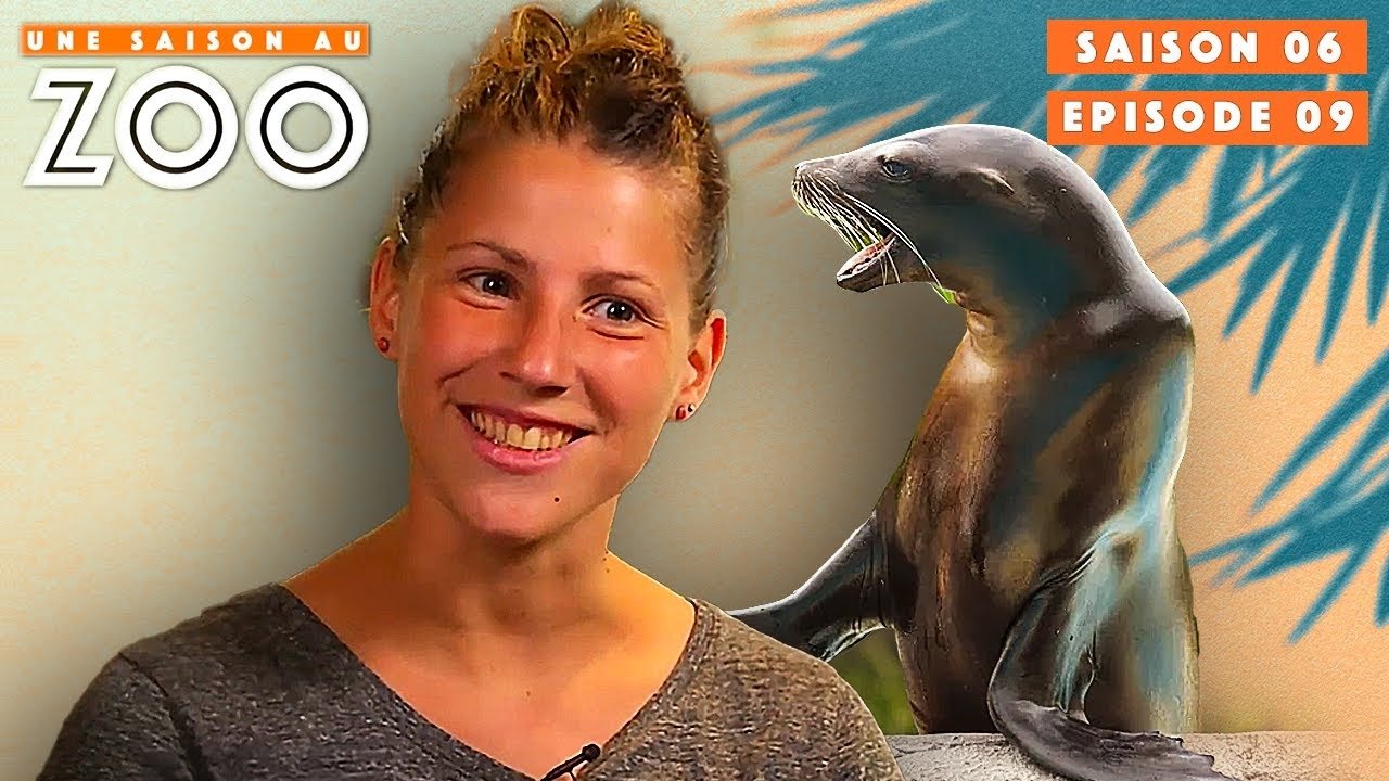 Une saison au zoo - Ultime Entrainement Otarie avant le Spectacle à L'Eau !