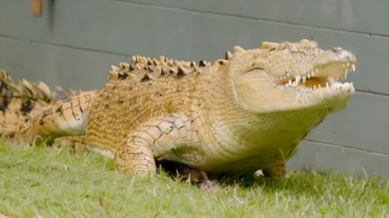 Crikey! It's the Irwins