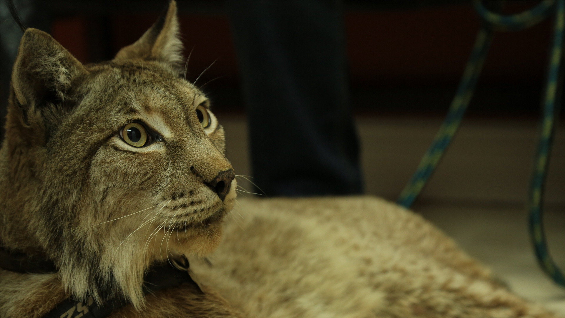 Dr. K's Exotic Animal ER S02E01 backdrop