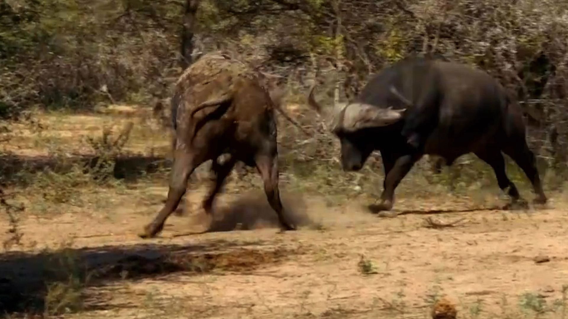 Animal Fight Night - Épisode 8