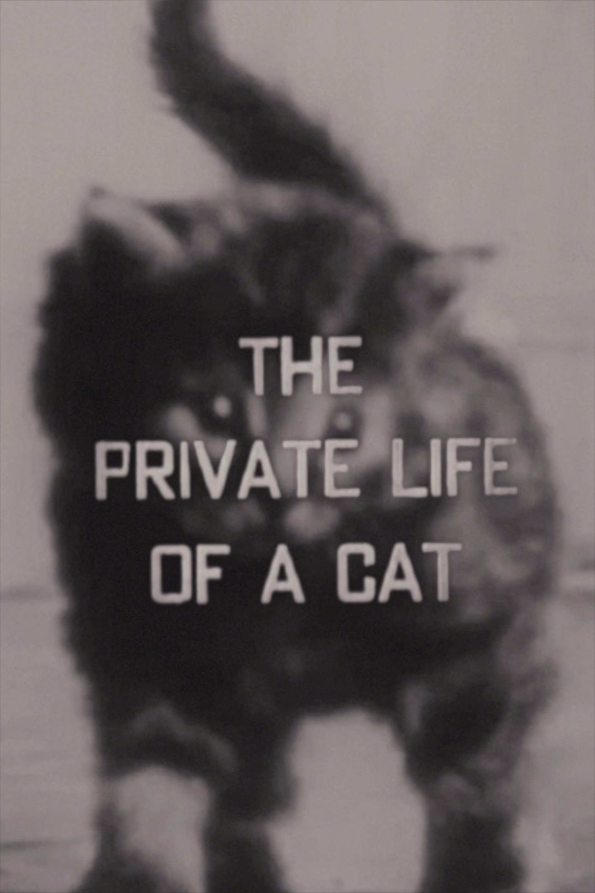 The Private Life of a Cat