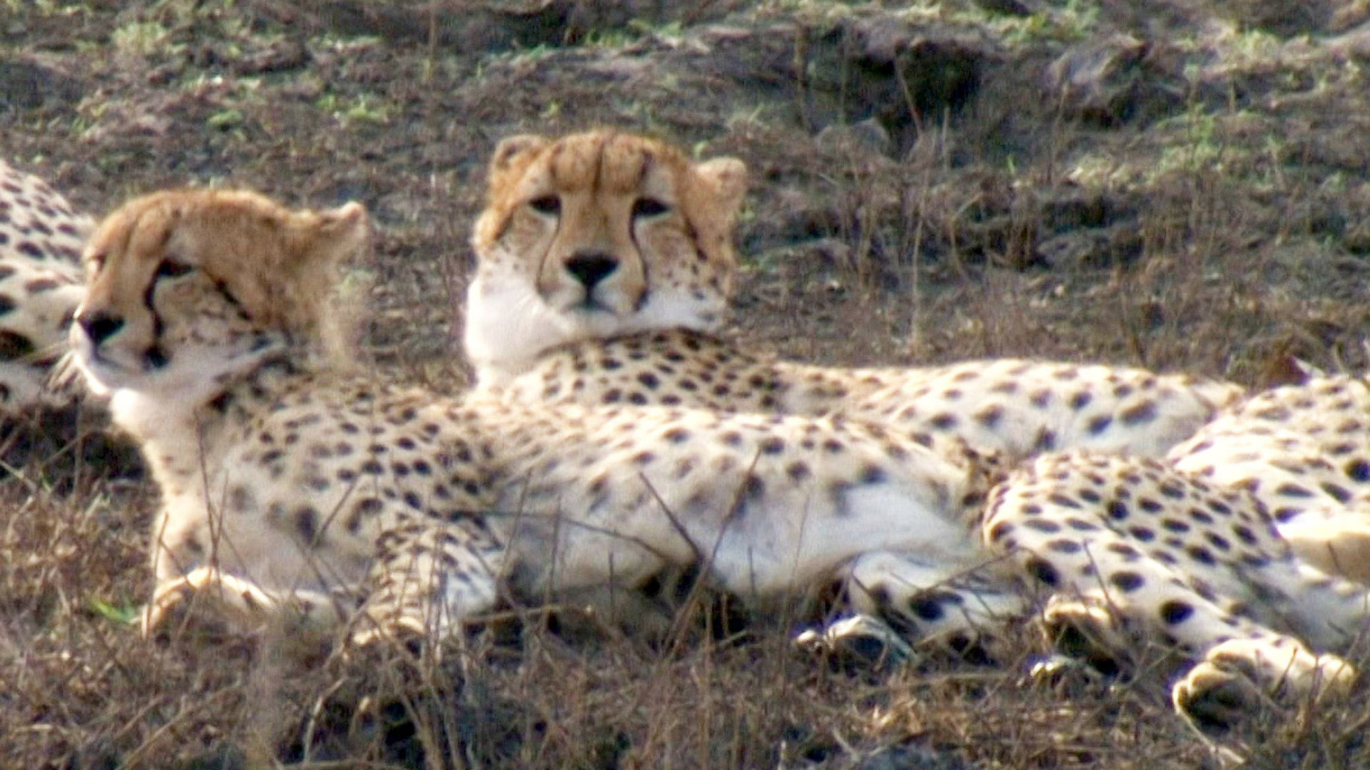 Earth Odyssey with Dylan Dreyer S06E11 backdrop