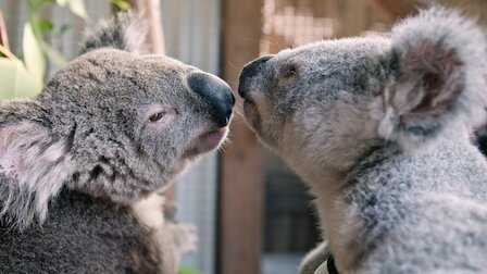 Izzy's Koala World
