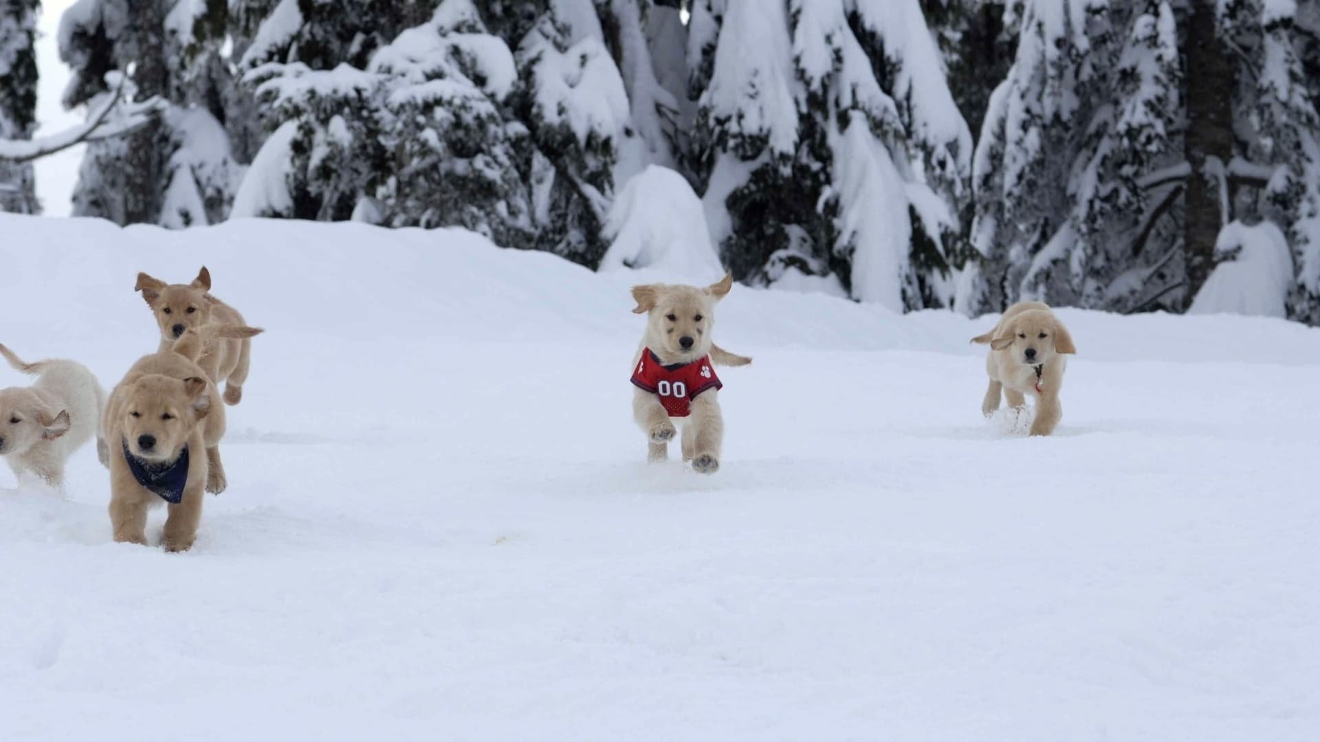 Snow Buddies - Aventuras na Neve