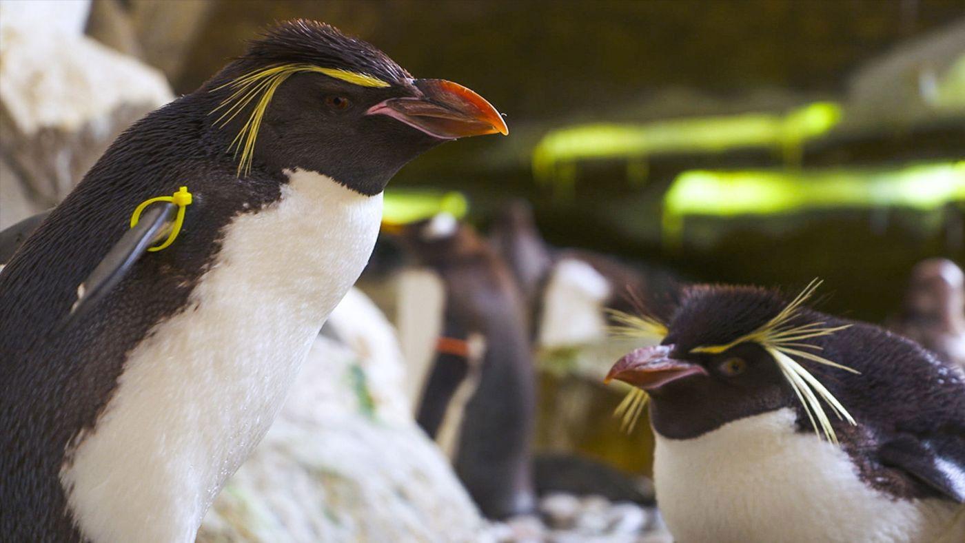 Expédition Pairi Daiza - Épisode 3