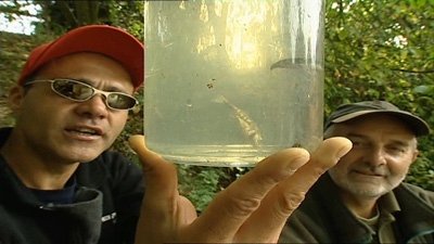 Thumbnail for Day 22 Ghost Carp and Stickleback Season 1 Episode 11