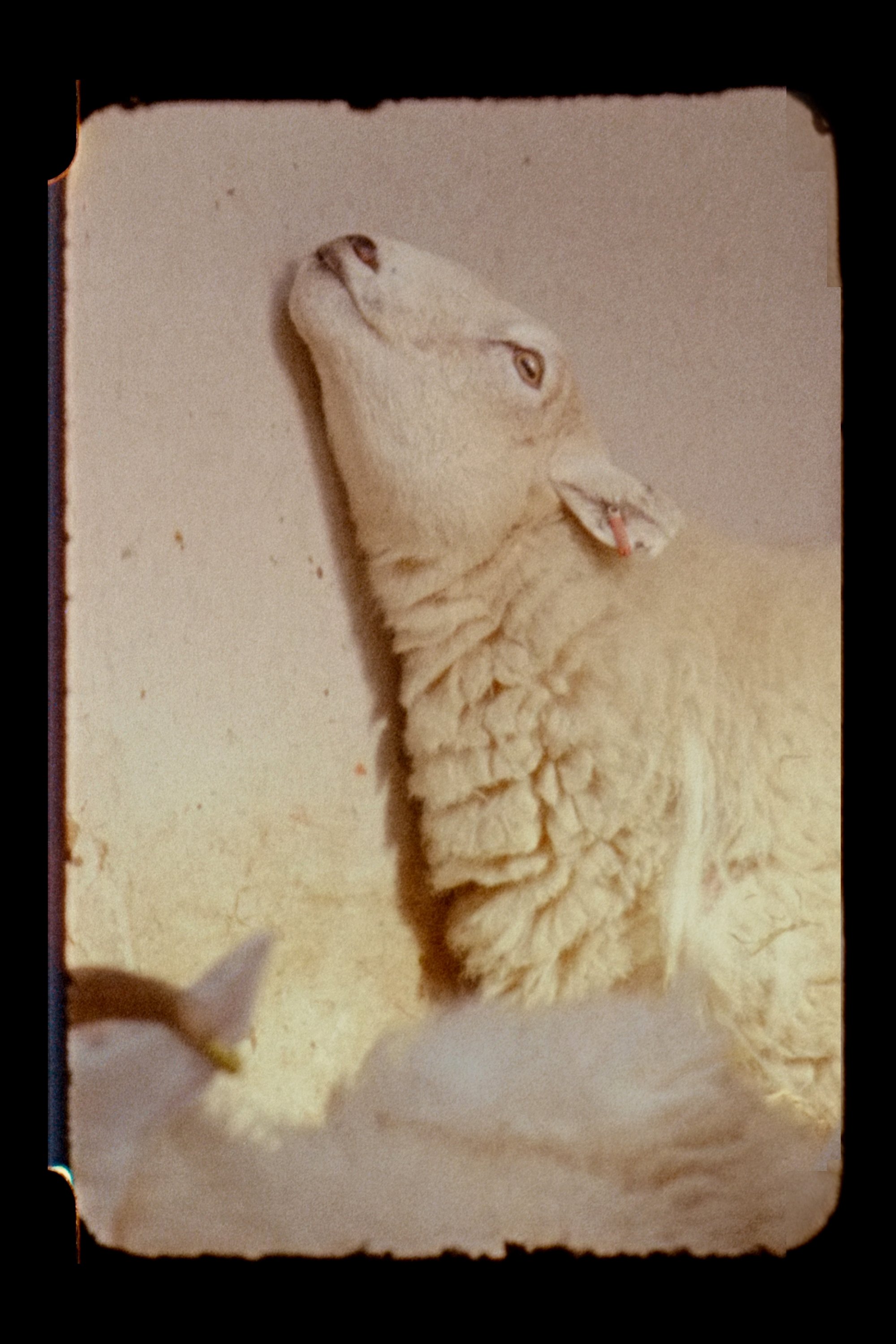 Lamb backdrop