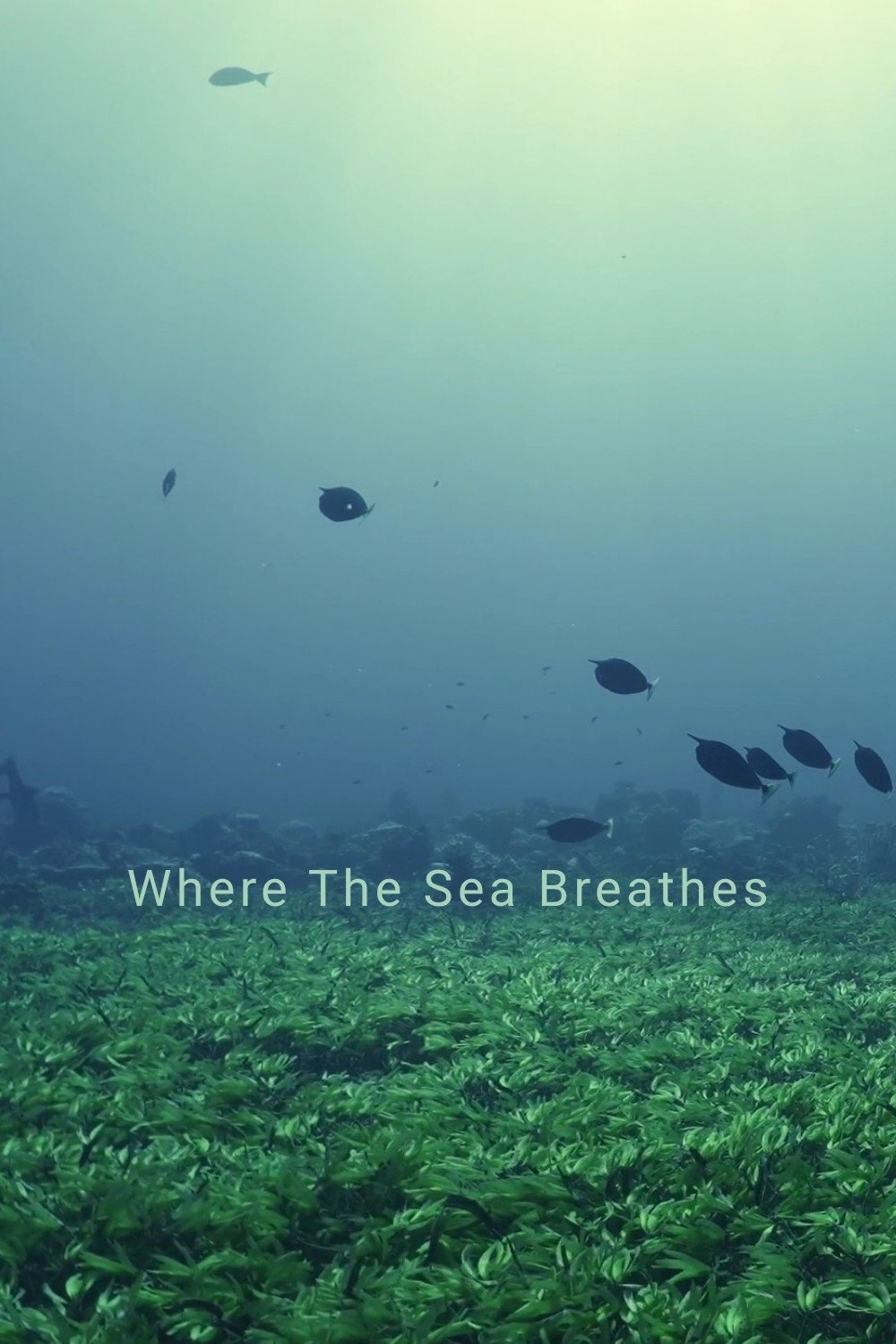 Where The Sea Breathes Poster