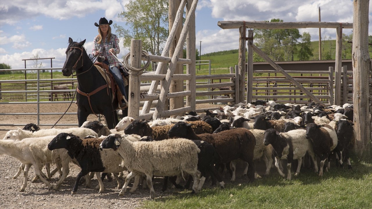 Heartland - Paradies für Pferde Staffel 7 :Folge 4 