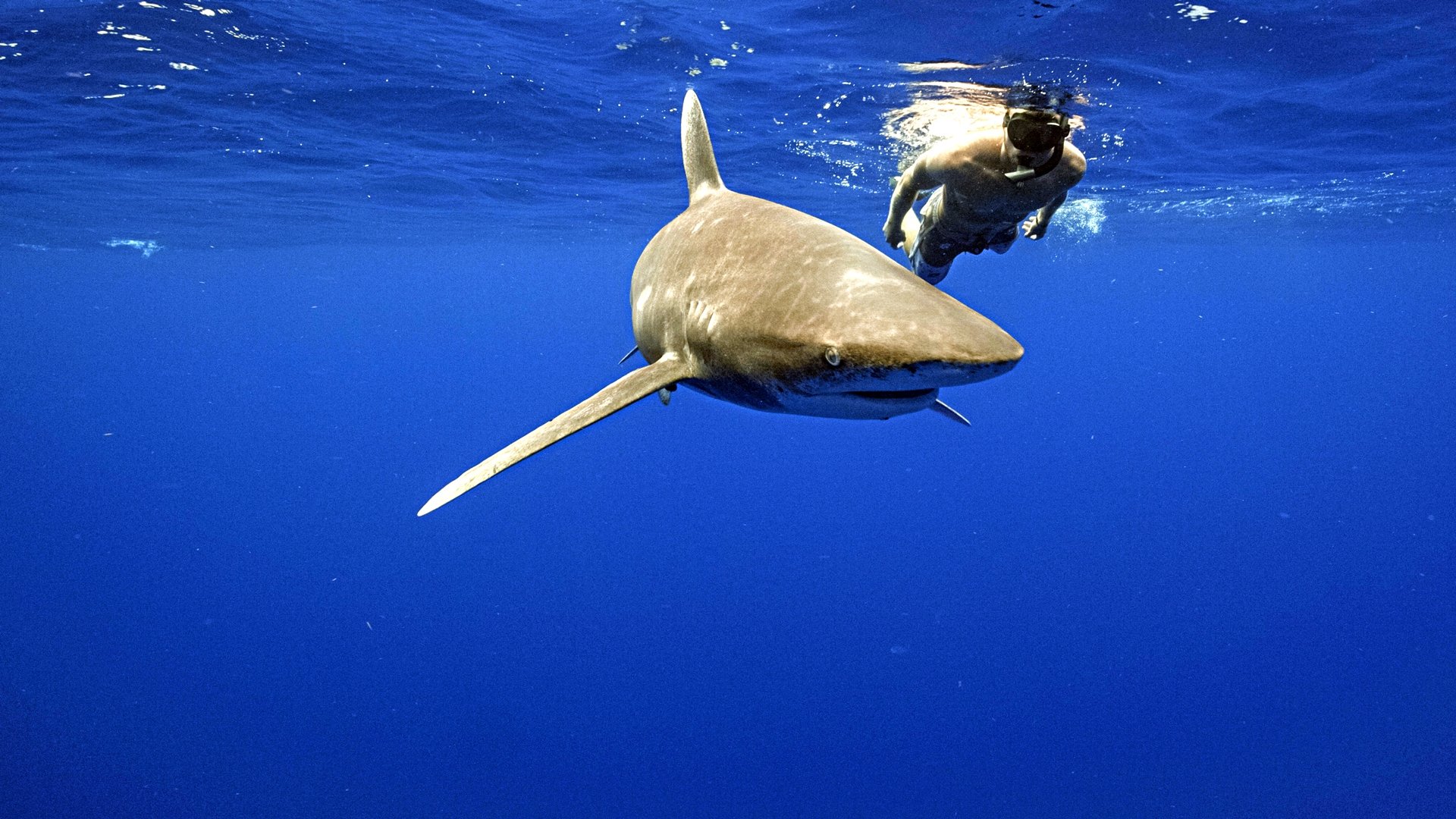 World's Most Dangerous Shark?