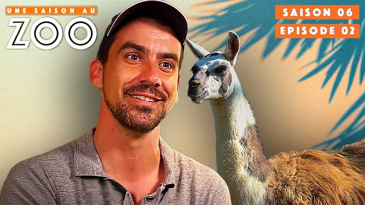 Une saison au zoo - Le Zoo accueille un Nouveau Lama !