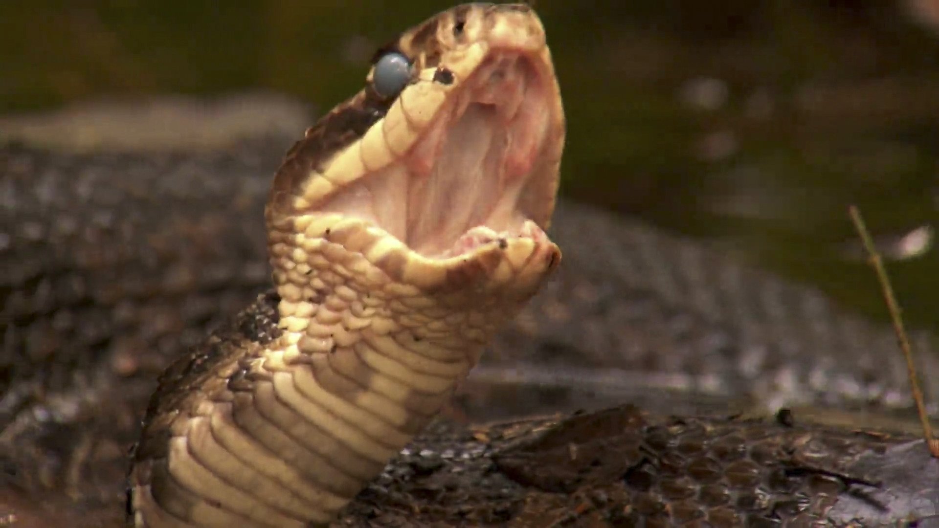 Dual Survival