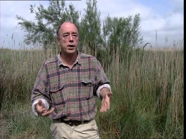 C'est pas sorcier - La Camargue : entre ciel et terre