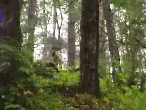 The Littlest Hobo