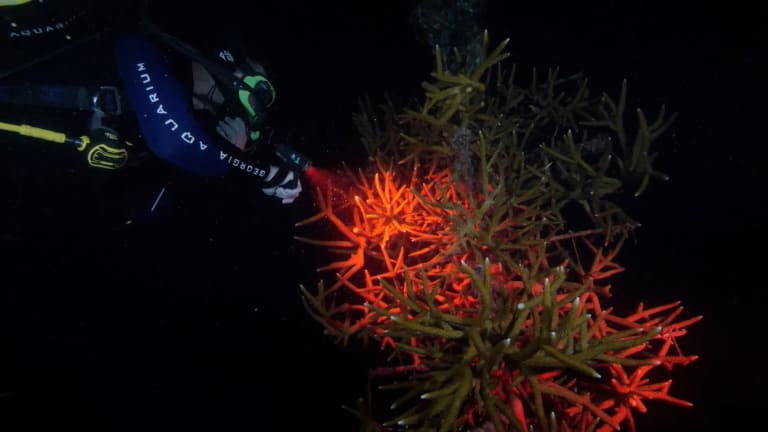 The Aquarium S02E04 backdrop