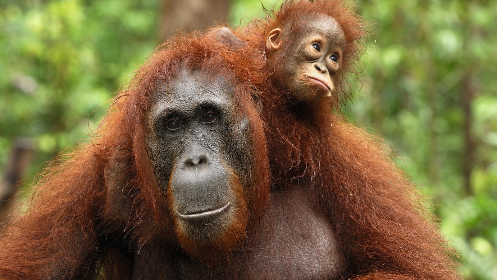 Curiosités animales - Le maniement d'outils - L'orang-outan et les corvidés