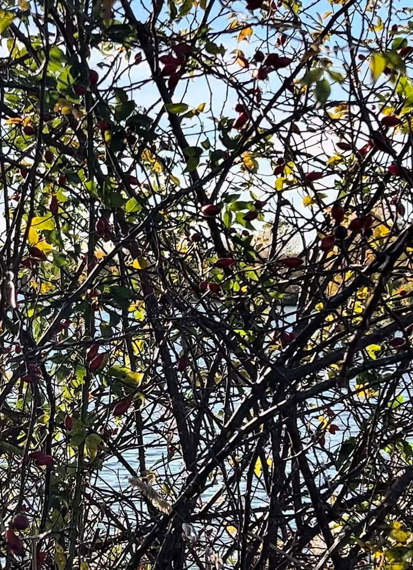 Poster for Fierce Angel