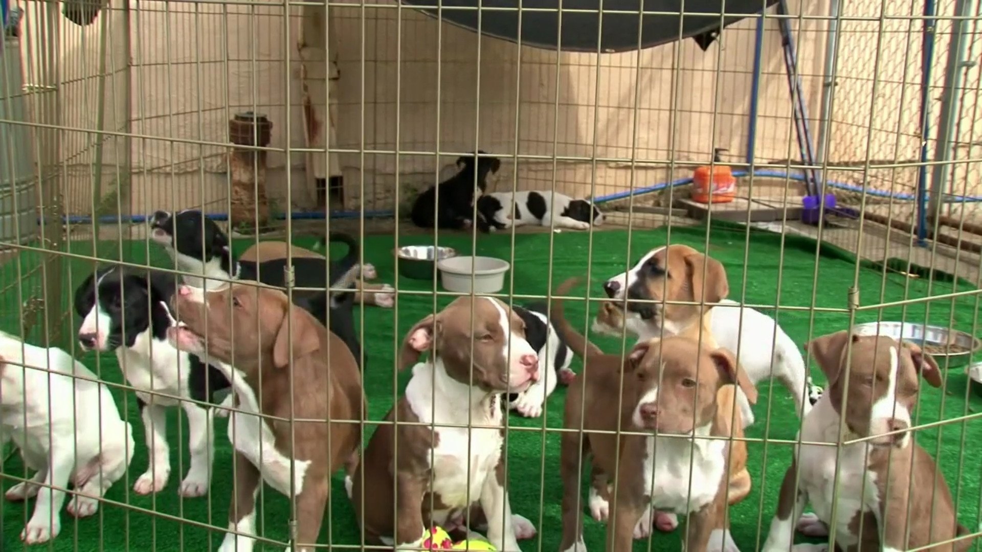 Pitbulls et prisonniers - Épisode 13