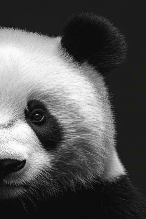 Poster for Ուղեղի խճողված նեյրոնային լաբիրինթոս