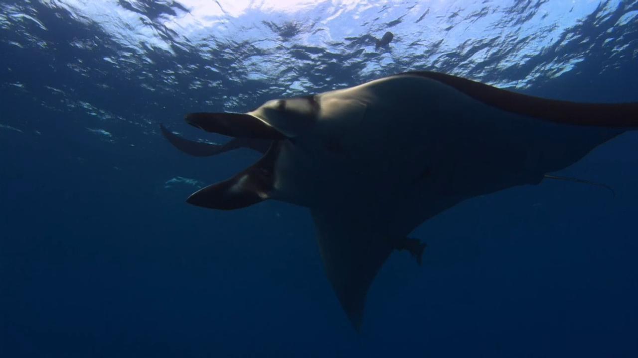 Ocean Odyssey: The Blue Realm - Épisode 4