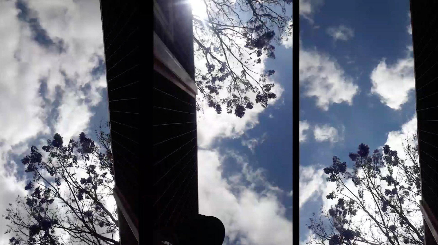 Jacarandas come out in March