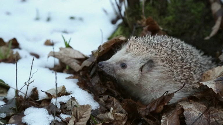 Si J'étais un animal - Si j'étais un hérisson