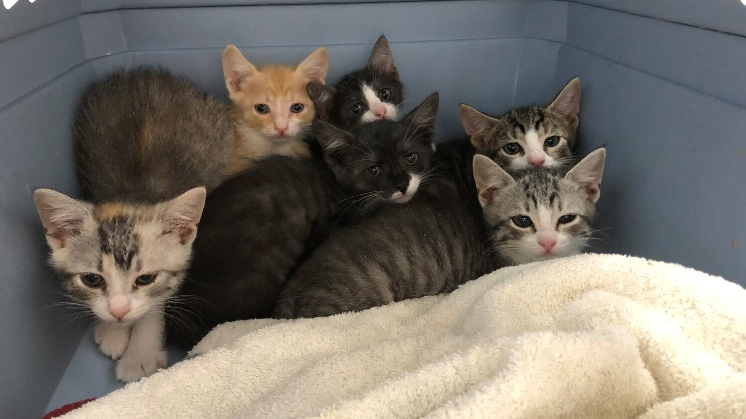 Crazy Cat Lady (2021)