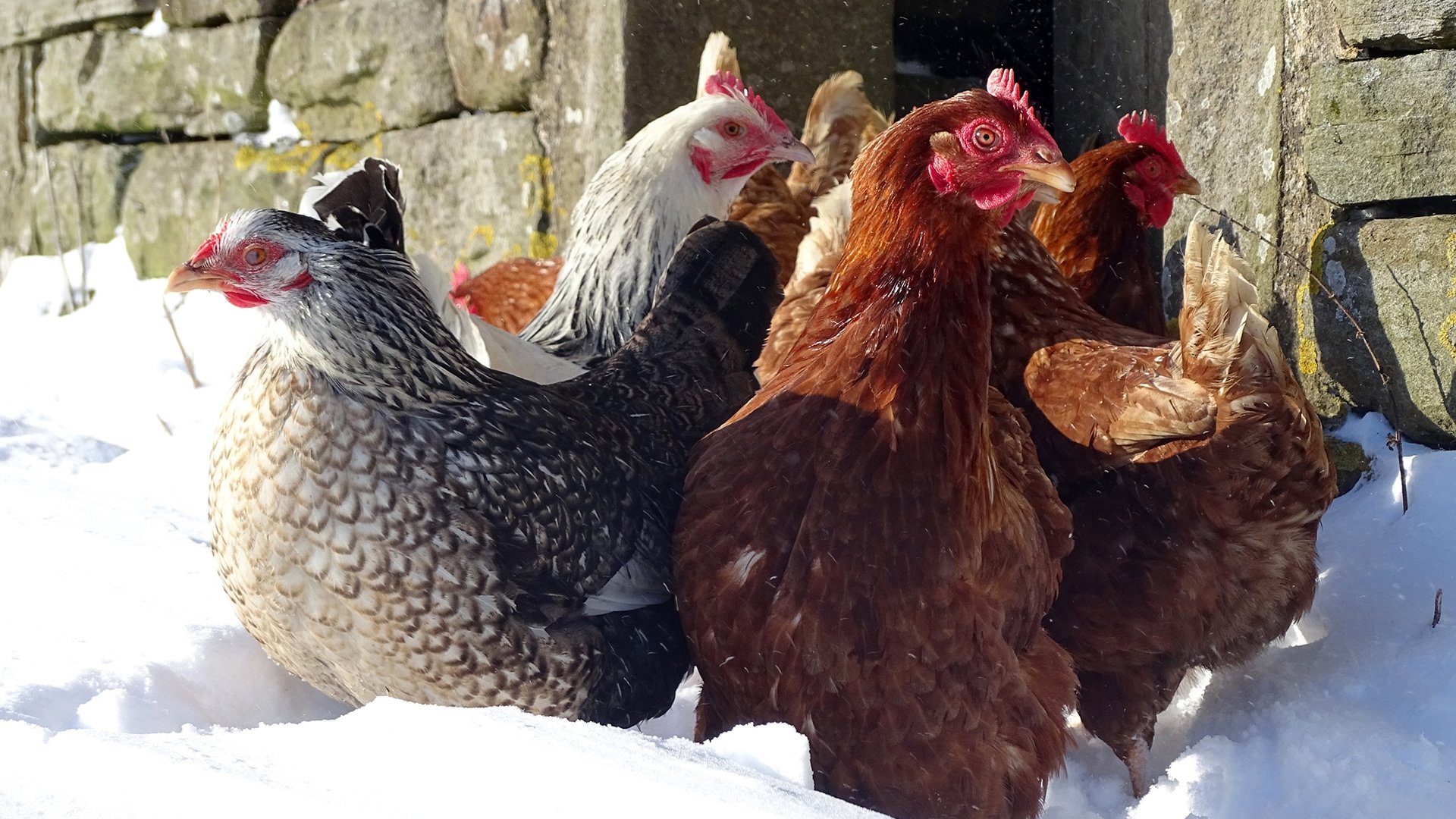 Our Yorkshire Farm