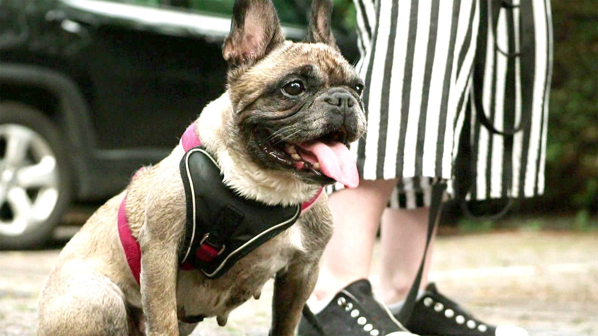 Der Hundeprofi – Rütters Team