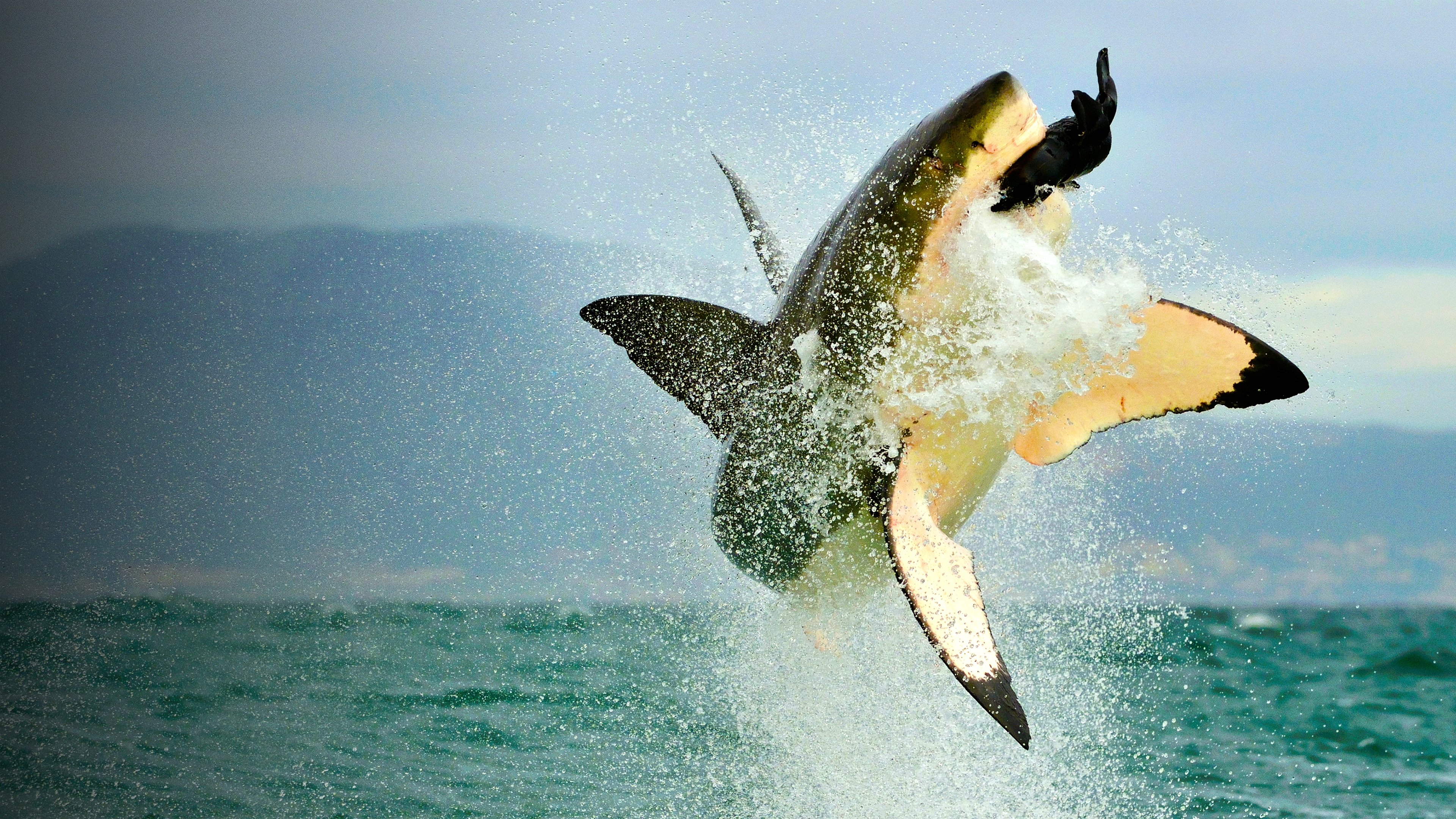 Shark Vs. Whale (2020) - Backdrops — The Movie Database (TMDB)