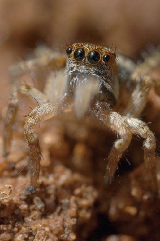 The World According to Jumping Spiders