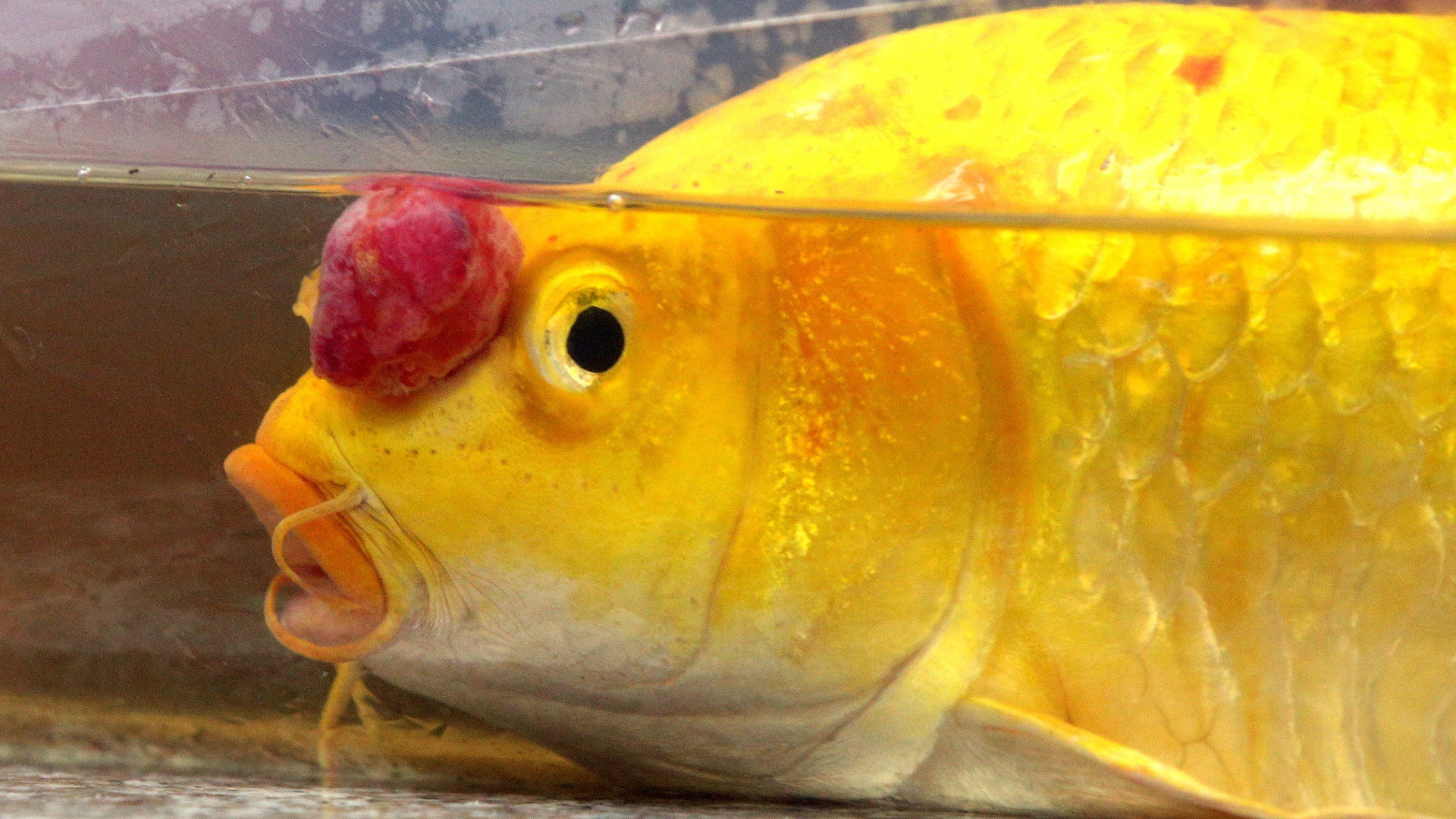 Dr. K's Exotic Animal ER S04E03 backdrop