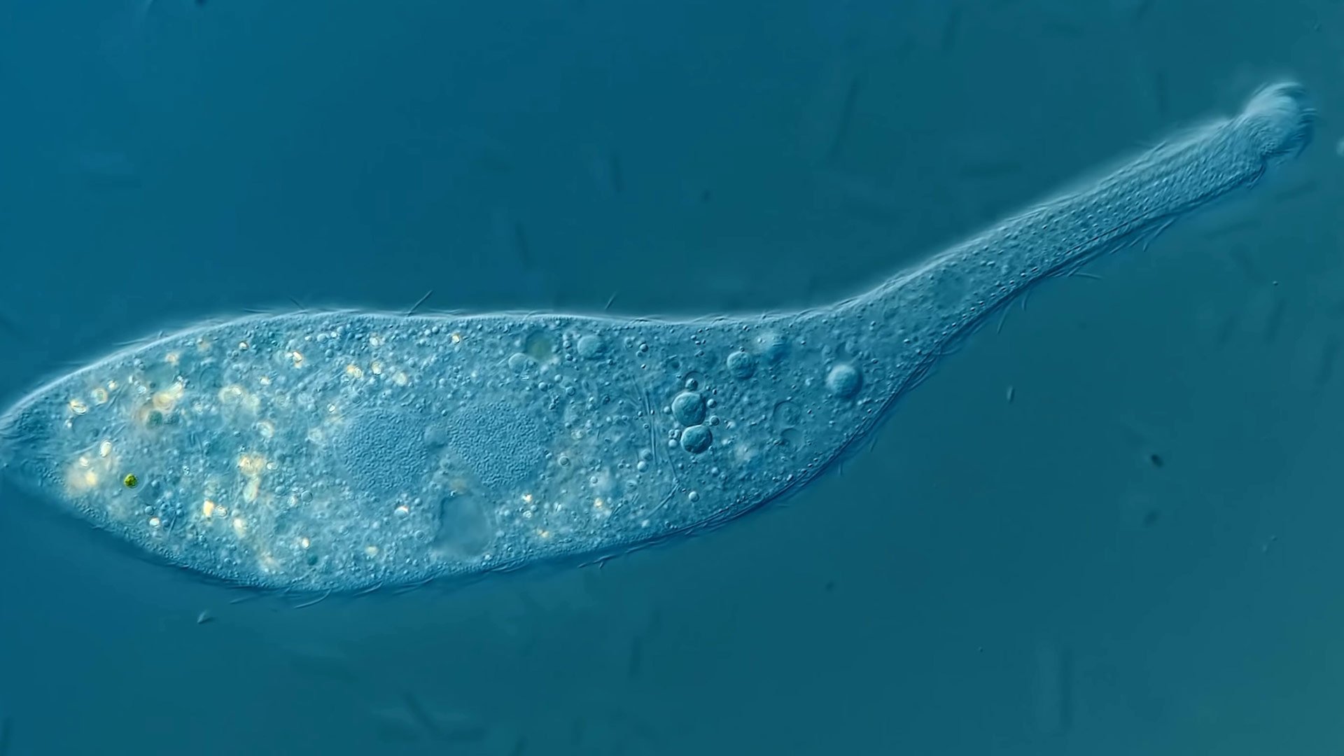 Journey to the Microcosmos