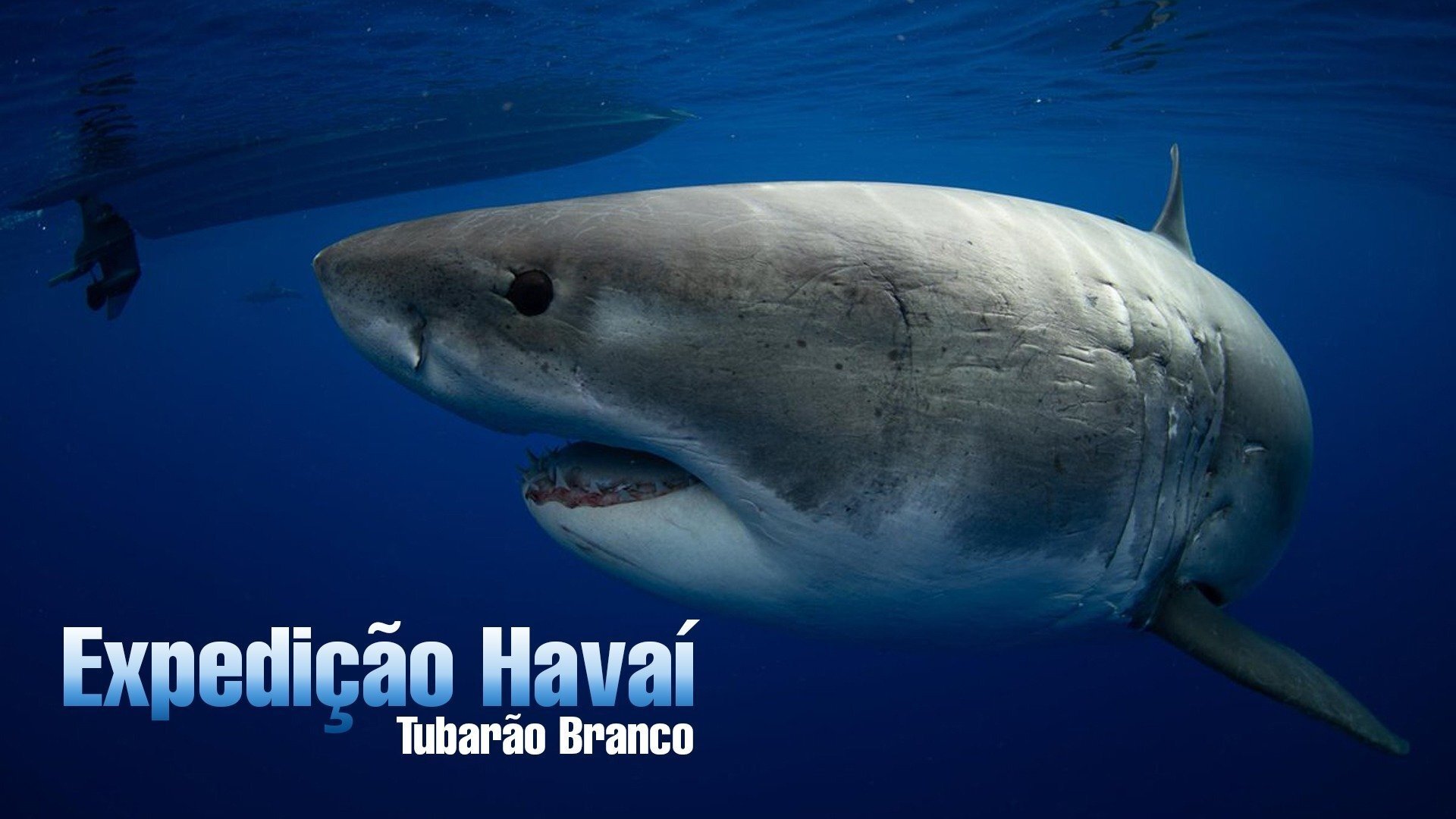 World's Biggest Great White? (2019) - AZ Movies