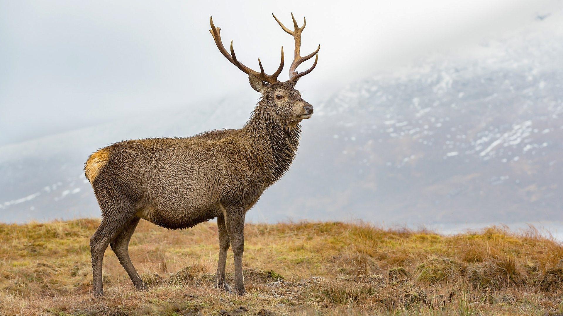 Winterwatch