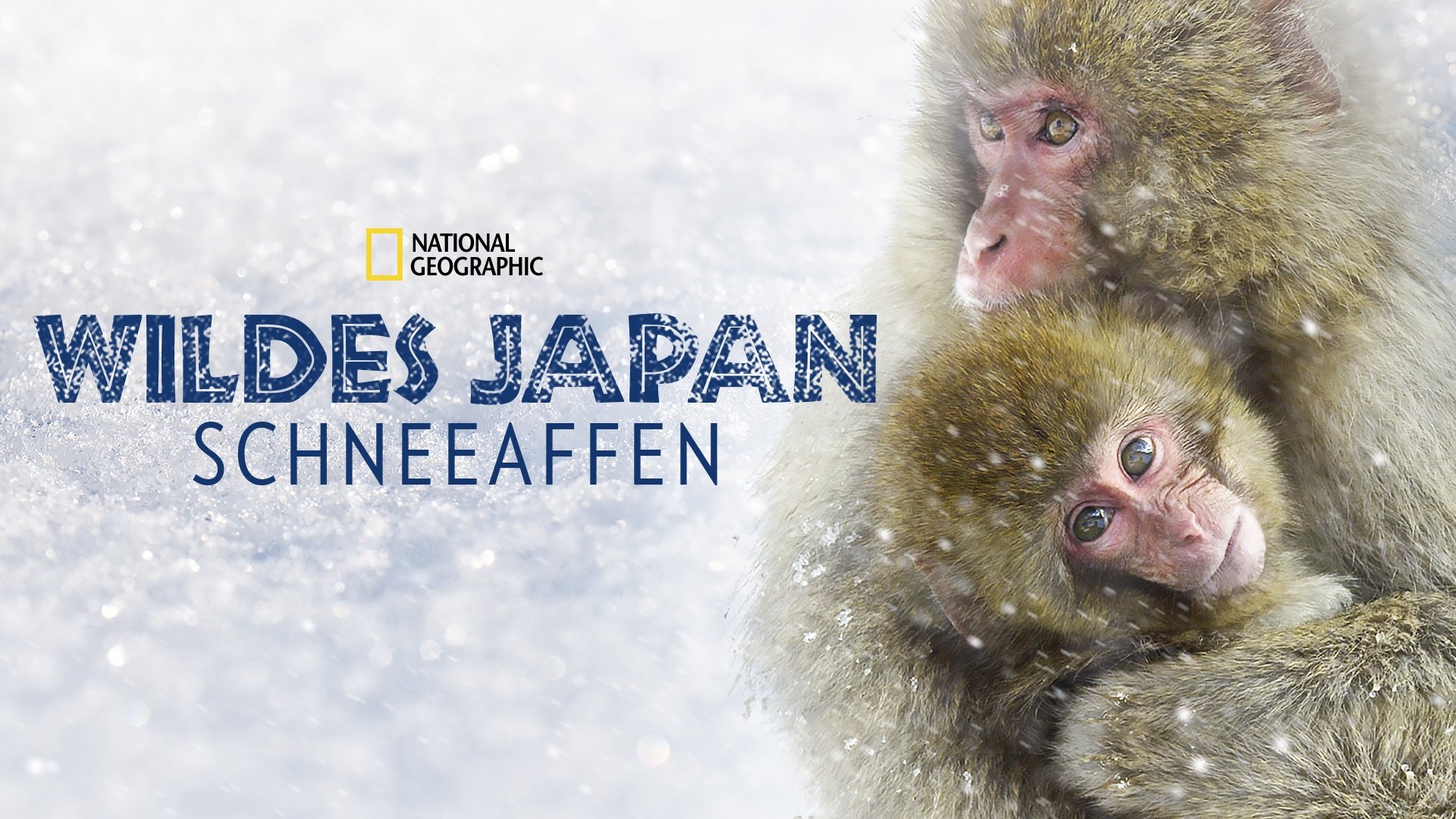 Wild Japan: Snow Monkeys