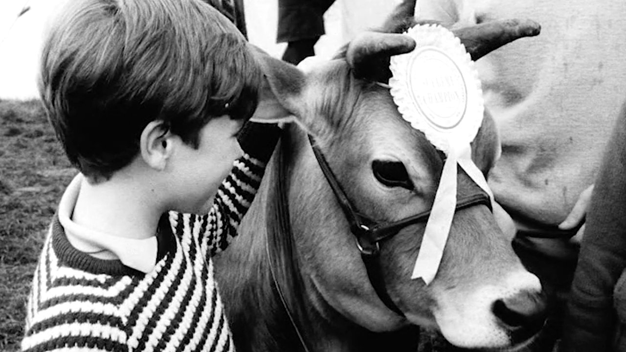 Calamity the Cow (1967)